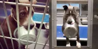 Cão de abrigo se recusa a ser adotado