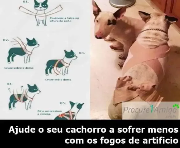 Técnicas podem evitar sustos com os fogos de artifício em animais