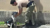 Policial resgata cachorro desmaiado de calor