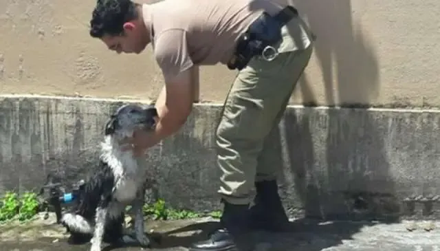 Policial dá banho em cachorro que desmaiou de calor nas ruas de Joinville