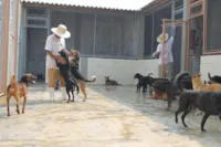 Ressocialização de presos e cuidados animais