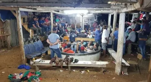 Polícia flagra rinha de galos em Palmas (PR) e 100 são detidos