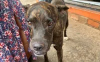 Cachorro espera dono na porta de unidade