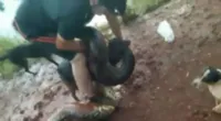 Ciclistas salvam cachorro de ataque de sucuri em Jaborandi, SP