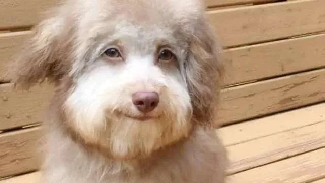 Cão com expressões humanas torna-se fenômeno da Internet