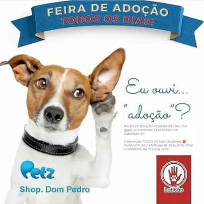 Feira de Adoção de Animais: Encontre Seu Novo Melhor Amigo!