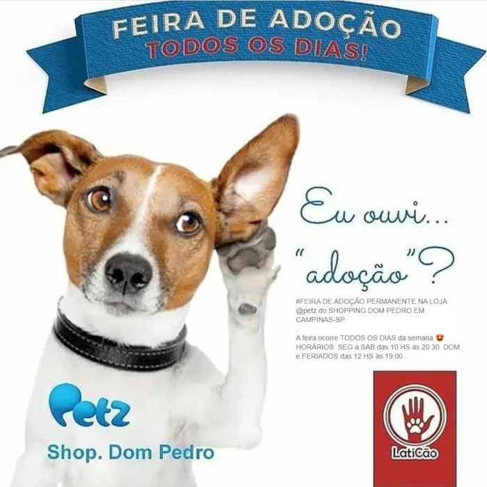 Feira de Adoção de Animais: Encontre Seu Novo Melhor Amigo!