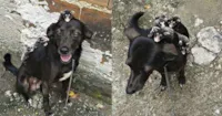 Cachorra adota gambazinhos órfãos