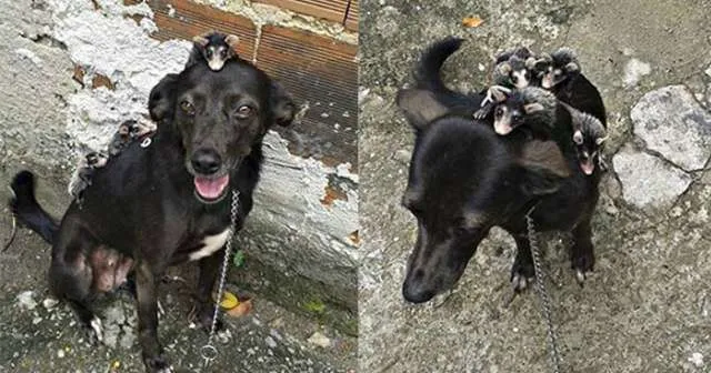 Cachorra adota gambazinhos órfãos e se revela uma mãe exemplar