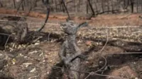 Foto comovente flagra canguru filhote carbonizado preso em cerca