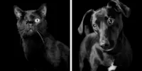 Adoção de cães e gatos pretos