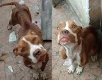 Após denúncia, pit bull é resgatado em estado avançado de desnutrição