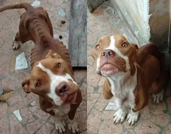 Após denúncia, pit bull é resgatado em estado avançado de desnutrição