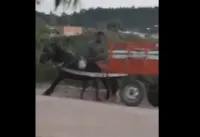 Cavalo em carroça: bem-estar e cuidados