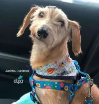 Cachorro idoso finalmente adotado!