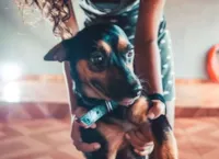 Pets e coronavírus: fique tranquilo em casa