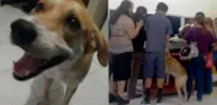 Cachorro percorre 8 km para funeral
