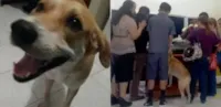 Desaparecido, cachorro percorre 8 km e comparece em funeral da sua dona