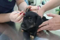 Filhotes de cachorro sem patas em Encantado