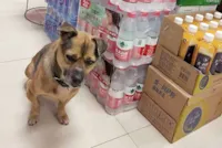Cachorro espera por tutor na porta do hospital