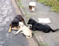 Cachorro atropelado recebe os cuidados de outros dois cães até ser resgatado em Blumenau