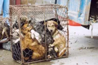 Pandemia e Aumento do Consumo de Carne canina