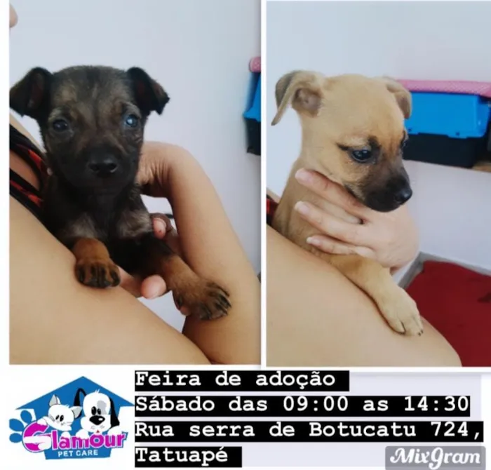 Participe da feira de adoção de animais no Tatuapé. Encontre um novo amigo para a vida toda e faça a diferença! Venha fazer parte dessa causa!