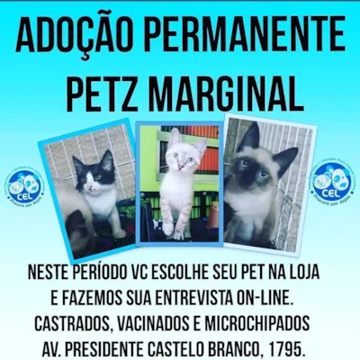 Adote um Amigo: encontre seu novo companheiro em SP!