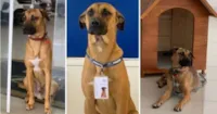 Cachorro Adotado como Garoto Propaganda
