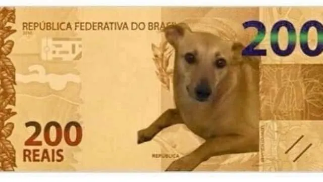 Banco Central estuda ação para vira-lata caramelo após petição de nota de R$ 200