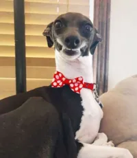 Adoção de Cachorrinha com Expressões Engraçadas
