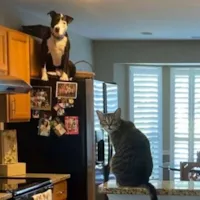 Pit Bull Adotado em Lar com Gatos