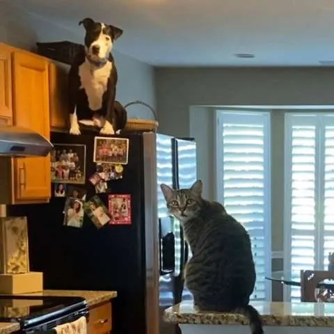 Pit bull recém-adotado vai para lar cheio de gatos e começa a agir como um