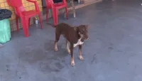 Cachorro devolve carteira em Londrina