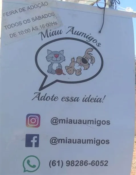 Feira de Adoção 'Miau Amigos' - Encontre seu novo companheiro