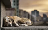 Aumento da pena por maus-tratos animais