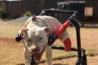 Lei aumenta pena por maus-tratos a cães e gatos