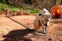 Cachorro sem água, comida e amarrado há 8 meses é resgato pela polícia e dono preso