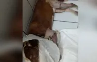 Denúncia: Vizinho corta pernas de cachorro