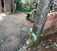 Donos de cães em risco legal