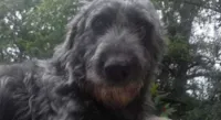 Cachorro heroico salva menina de ataque