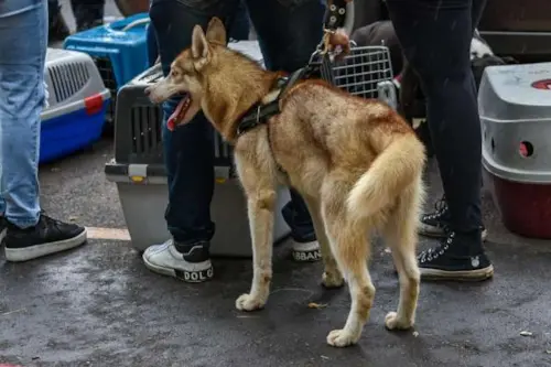 Casal é preso suspeito de maus-tratos ao tentar vender cachorro com orelhas mutiladas em Piracicaba