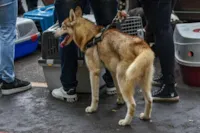 Casal preso por maus-tratos a cachorro