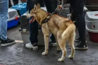 Casal é preso suspeito de maus-tratos ao tentar vender cachorro com orelhas mutiladas em Piracicaba