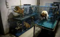 Aposentada chinesa divide a casa com 1.300 cachorros