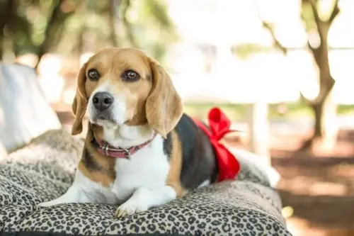 Iti malia! Pesquisa comprova que cachorros gostam da “voz de neném”