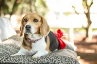 Cachorros adoram voz de neném
