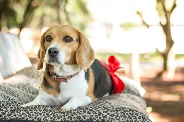 Iti malia! Pesquisa comprova que cachorros gostam da “voz de neném”