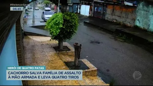 Cachorro salva família de assalto e leva quatro tiros