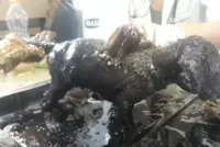 Mulher abandona filhotes em BH: caso chocante
